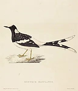 Enicurus Maculatus (Spotted Forktail)
