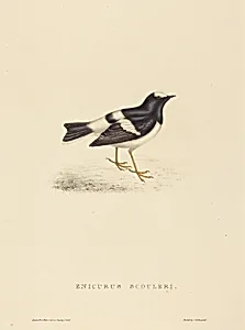 Enicurus Scouleri (Little Forktail)