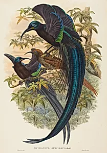 Epimachus speciosus (Sickle-billed Bird of Paradise)