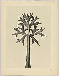 Eryngium Bourgatii