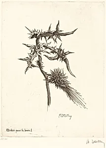 Etudes pour le burin I (Thistle)