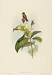 Eucephala caerulea (Blue-chinned Sapphire)