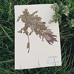 Fabaceae amorpha, Leadplant