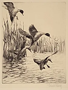 Fall Ducks