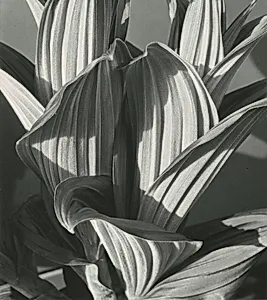 False Hellebore