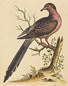 Fedoa Americana pectore ruso