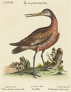 Fedoa Americana, pectore ruso