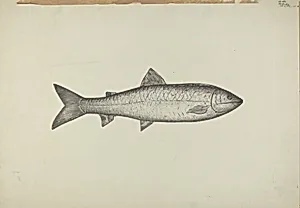 Fish Shop Sign