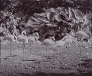 Flamingos