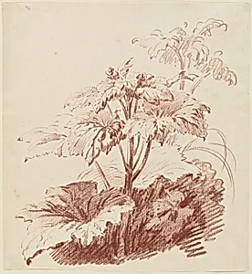 Flowering Plant with Buds