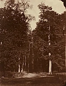 Forest at Saint-Cloud
