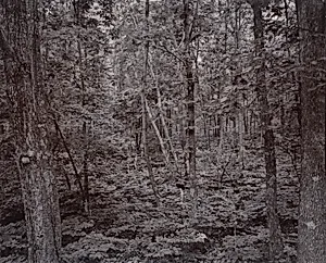 Forest, Blue Ridge Mountains, Virginia