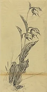 Frauenschuh