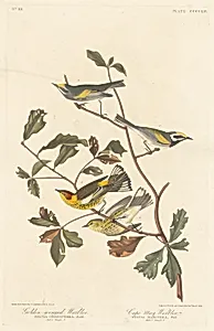 Golden-winged Warbler and Cape May Warbler