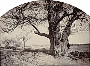 Grand Châtaignier au Bord d'un Chemin (Large Chestnut Tree on the Side of a Road)
