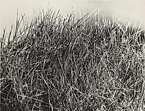 Grass Cube