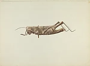 Grasshopper Weather Vane