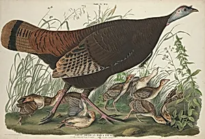 Great American Hen and Young