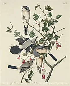 Great American Shrike or Butcher Bird by Robert Havell after John James Audubon