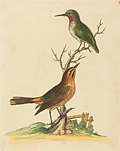 Green Bird with Red Throat and Brown and Orange Bird
