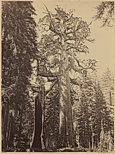Grizzly Giant, Mariposa Grove by Carleton E. Watkins