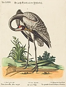 Grus Americana, alta major
