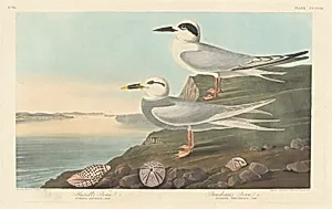 Havell's Tern and Trudeau's Tern