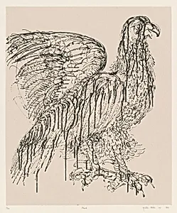 Hawk