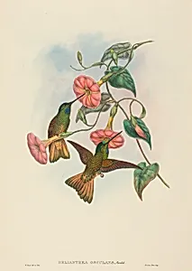 Helianthea osculans (Buff-tailed Star-Frontlet)