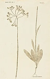 Hieracium Cymosum
