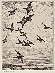 High Flying Ducks