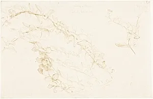 Honeysuckle