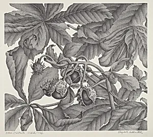 Horse-Chestnuts