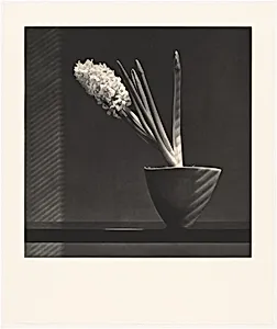 Hyacinth