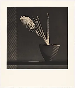 Hyacinth