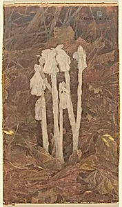 Indian Pipe by Charles E. Heil