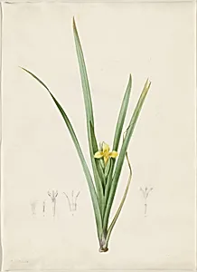 Iris curtopetala
