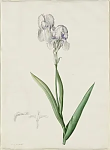 Iris Swertii