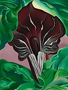 Jack-in-Pulpit - No. 2