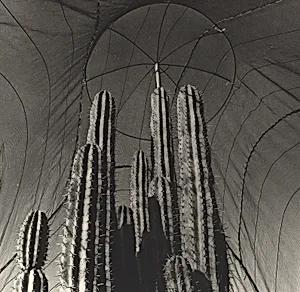 Jardín Botánico de Oaxaca, México (Oaxaca Botanical Garden, Mexico)