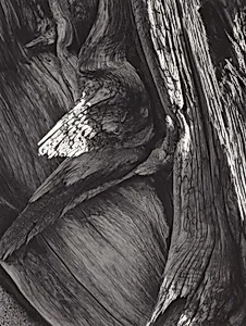 Juniper Tree Detail, Sequoia National Park, California by Ansel Adams