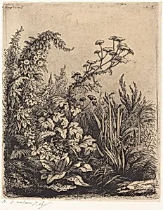 La petite berle aux liserons (Small Water-parsnip with Bindweed)