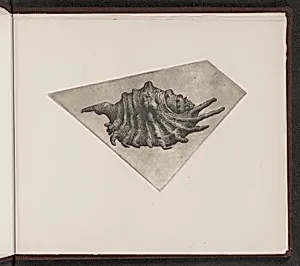 Lambis elongata