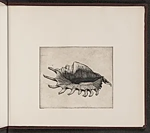 Lambis elongata