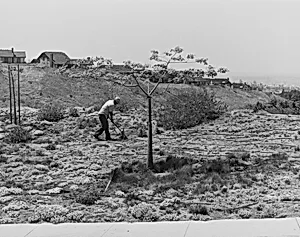 Landscaping, Anaheim Hills, California
