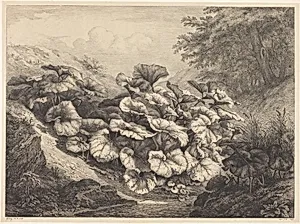 Large Coltsfoot