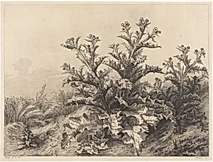 Large Thistle