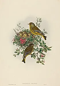 Ligurinus chloris (Greenfinch)