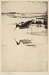 Lone Yellowlegs