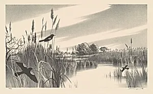 Long Island Marshes